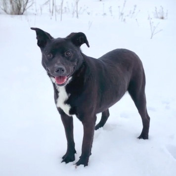 Собаки в добрые руки - Тесси