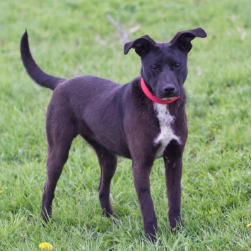 Собаки в добрые руки - Тесси - 1