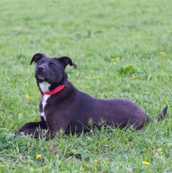 Собаки в добрые руки - Тесси - 2