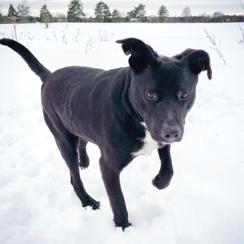 Собаки в добрые руки - Тесси - 3