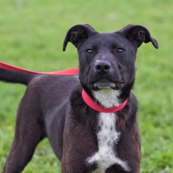 Собаки в добрые руки - Тесси - 4