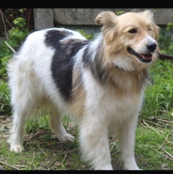 Собаки в добрые руки - МИшель