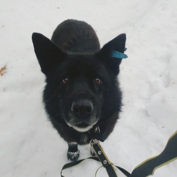 Собаки в добрые руки - Эдгар
