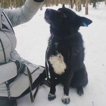 Собаки в добрые руки - Эдгар - 2