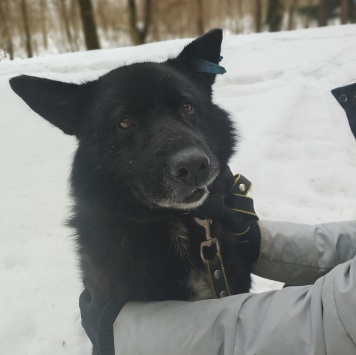 Собаки в добрые руки - Эдгар - 3