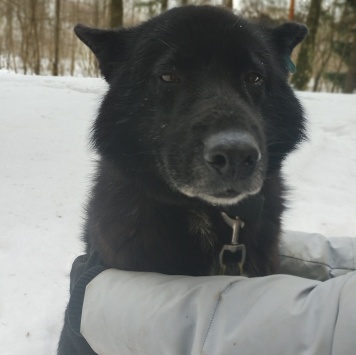 Собаки в добрые руки - Эдгар - 4