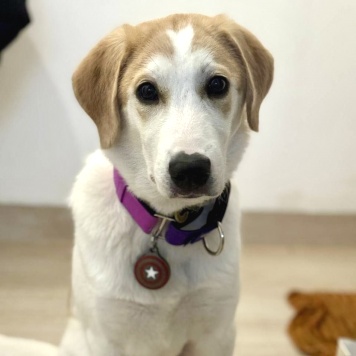 Собаки в добрые руки - Юта