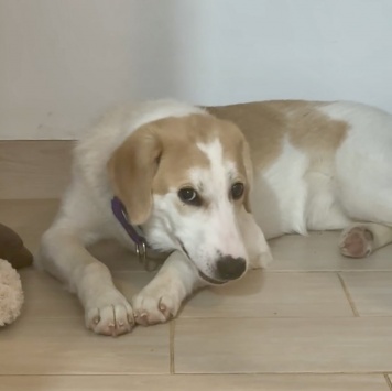 Собаки в добрые руки - Юта - 1