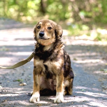 Собаки в добрые руки - Рози