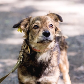 Собаки в добрые руки - Рози - 1