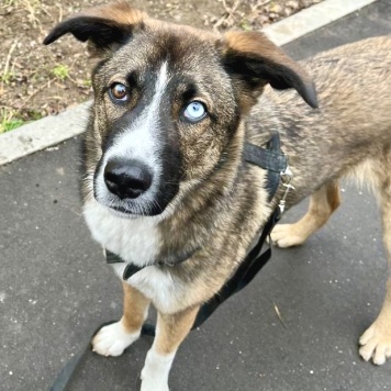 Уна - Собаки в добрые руки