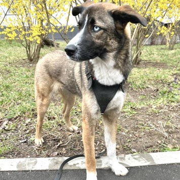 Собаки в добрые руки - Уна - 1