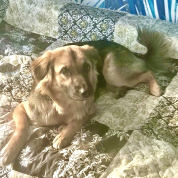 Собаки в добрые руки - Сонечка