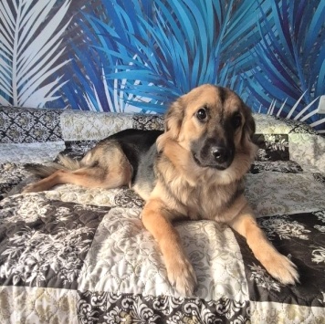 Собаки в добрые руки - Сонечка - 1