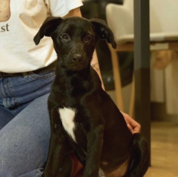 Собаки в добрые руки - Кирюша