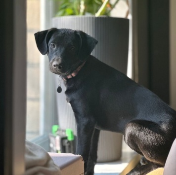 Собаки в добрые руки - Кирюша - 1