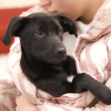 Собаки в добрые руки - Кирюша - 2