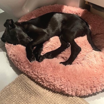 Собаки в добрые руки - Кирюша - 3