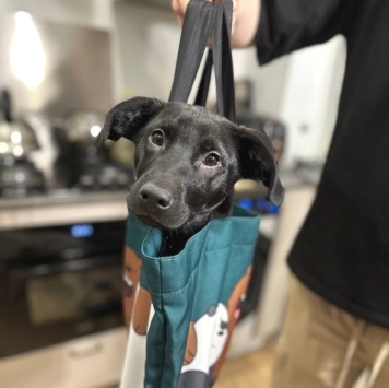 Собаки в добрые руки - Кирюша - 4