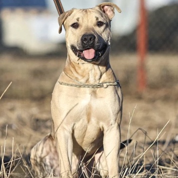 Собаки в добрые руки - Майло