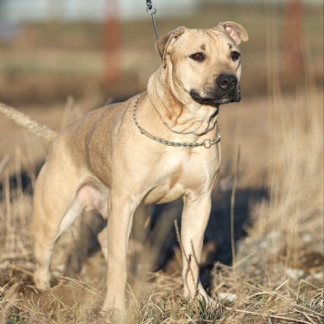 Собаки в добрые руки - Майло - 1
