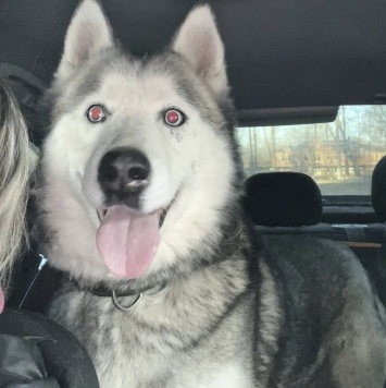 Собаки в добрые руки - Акира