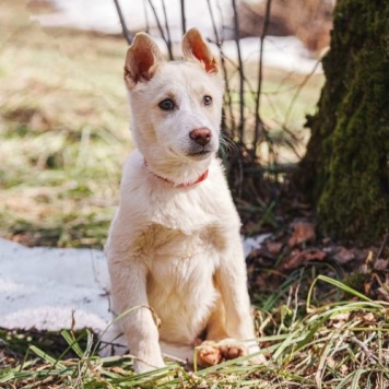 Пилот - Собаки в добрые руки