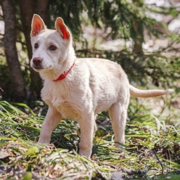 Собаки в добрые руки - Пилот - 1