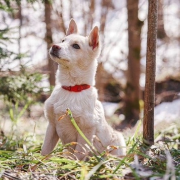 Собаки в добрые руки - Пилот - 3