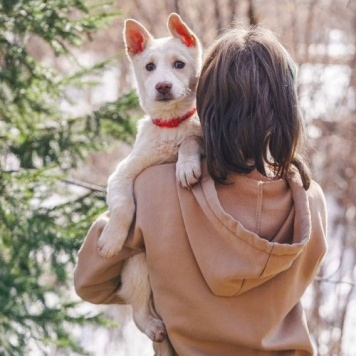 Собаки в добрые руки - Пилот - 4