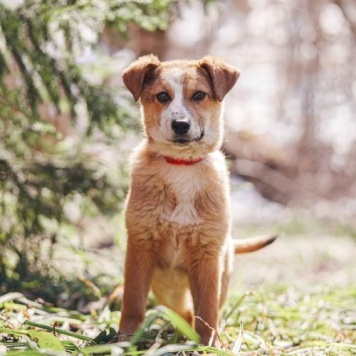 Собаки в добрые руки - Дива