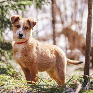 Собаки в добрые руки - Дива - 1