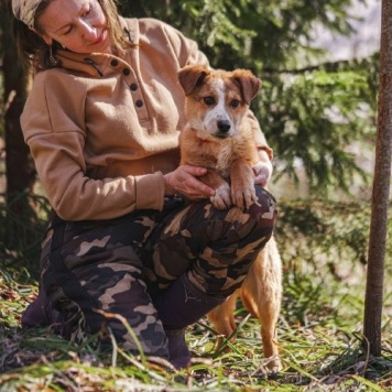 Собаки в добрые руки - Дива - 2
