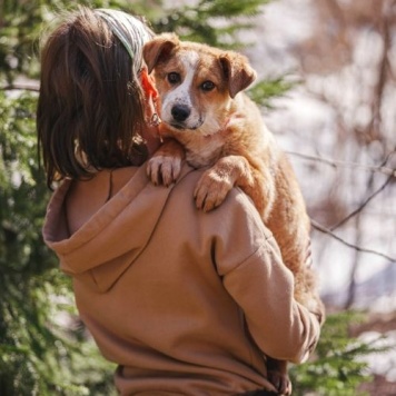 Собаки в добрые руки - Дива - 3