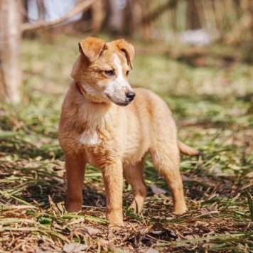 Собаки в добрые руки - Дива - 4