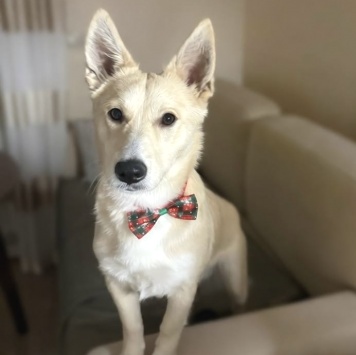 Собаки в добрые руки - Бади