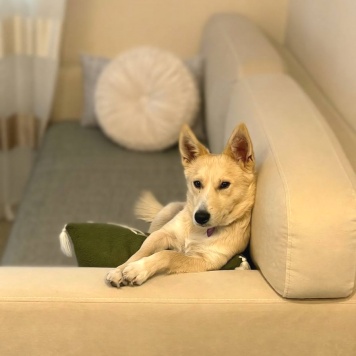 Собаки в добрые руки - Бади - 1