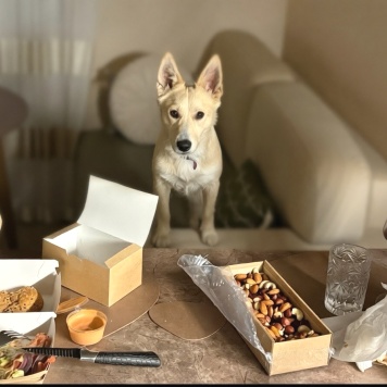 Собаки в добрые руки - Бади - 4