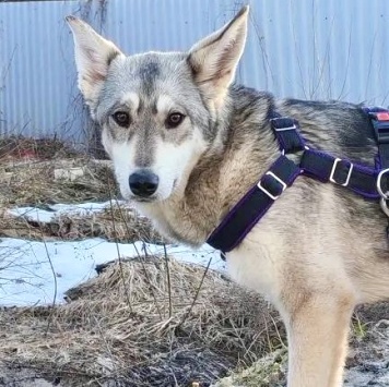 Собаки в добрые руки - Варя