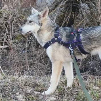 Собаки в добрые руки - Варя - 1