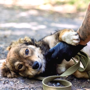 Собаки в добрые руки - Рози