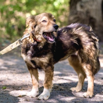 Собаки в добрые руки - Рози - 1