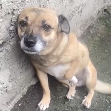 Собаки в добрые руки - Микки