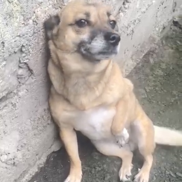 Собаки в добрые руки - Микки - 1