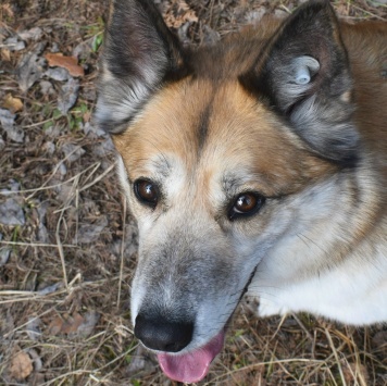Собаки в добрые руки - Челси