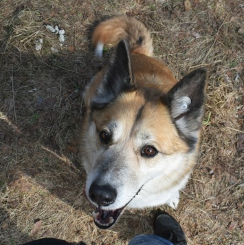 Собаки в добрые руки - Челси - 1