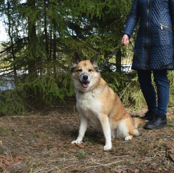 Собаки в добрые руки - Челси - 2