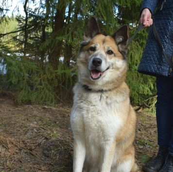 Собаки в добрые руки - Челси - 3