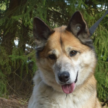 Собаки в добрые руки - Челси - 4