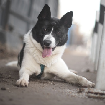 Собаки в добрые руки - Пиксель